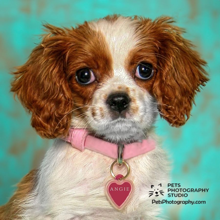 Visit Pets Photography Studio
