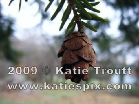 Visit Katie's Pix