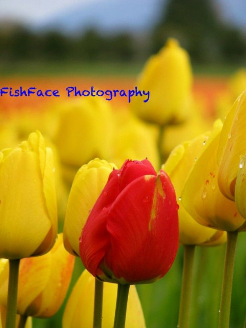 Visit FishFace Photography