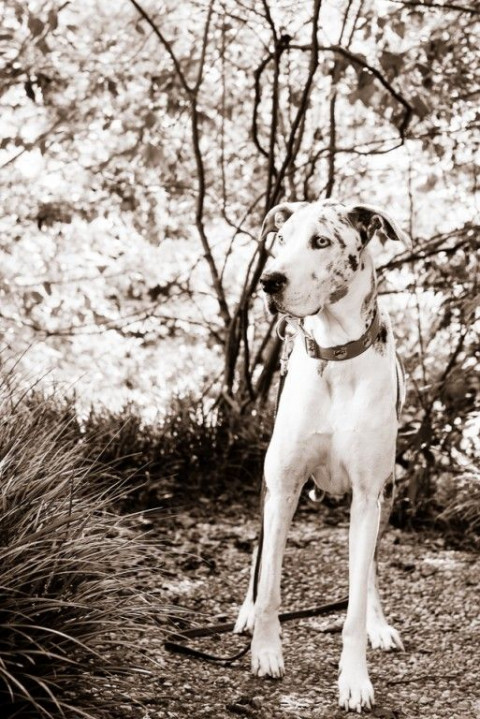 Visit Weenie Dog Photography
