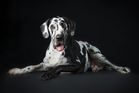 Visit Stacey Gammon Pet Photography