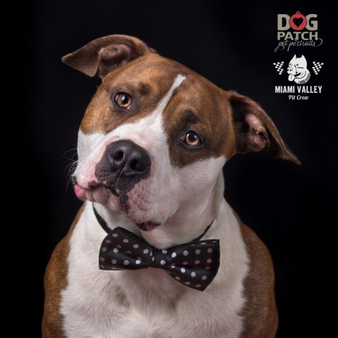 Visit Dogpatch Pet Portrait Studio